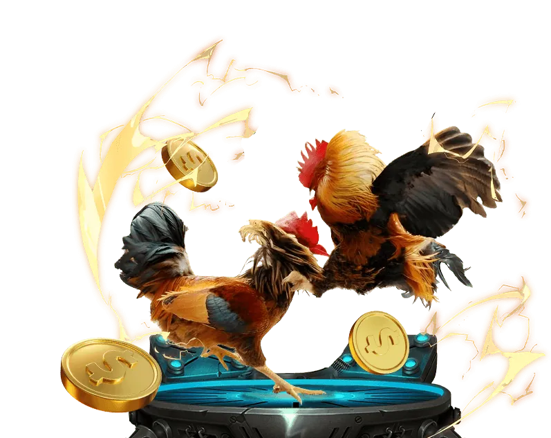 Phân tích trận đấu đá gà